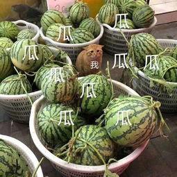 娱乐吃瓜在国外火不火