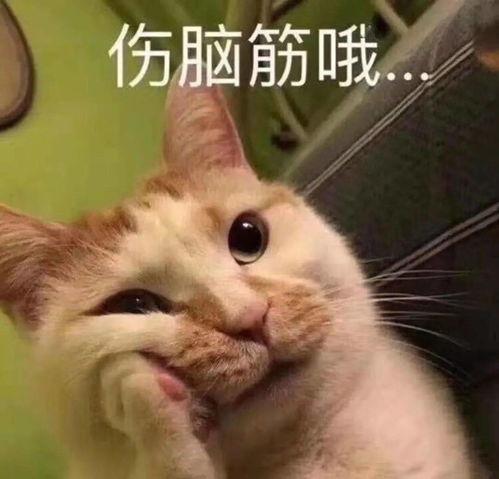 吃瓜娱乐赵小瞒小猫,吃瓜娱乐界的甜蜜萌宠