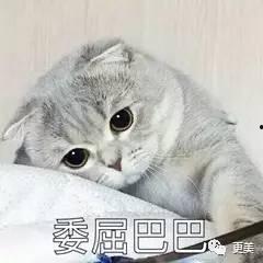 吃瓜娱乐君折耳猫,吃瓜娱乐君带你揭秘网红宠物的魅力与争议