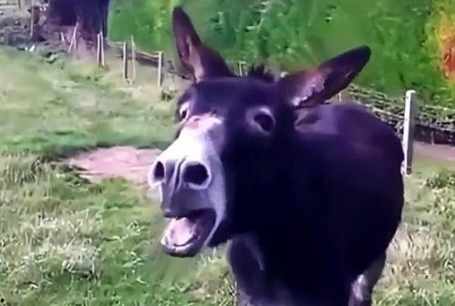 娱乐吃瓜酱驴叫,揭秘娱乐圈那些鲜为人知的幕后故事