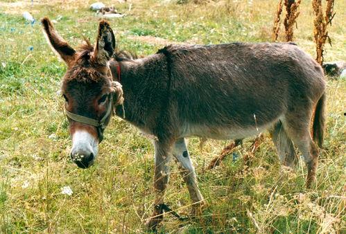 娱乐吃瓜酱驴叫,揭秘娱乐圈那些鲜为人知的幕后故事